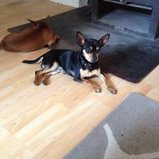 Blanding af racer Barbie/Baby Mors pige