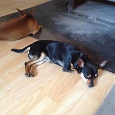 Blanding af racer Barbie/Baby Mors pige