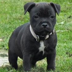 Staffordshire bull terrier Micka