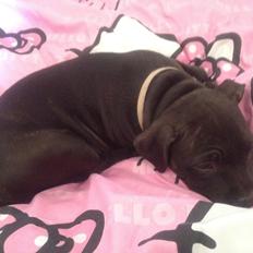 Staffordshire bull terrier Micka