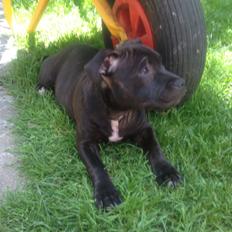 Staffordshire bull terrier Micka