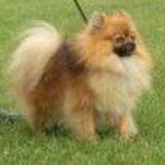 Pomeranian Rost Hugo ( Luris )