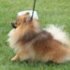 Pomeranian Rost Hugo ( Luris )