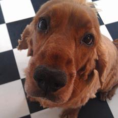 Cocker spaniel BAMSE :) HIMMELHUND ! :'(