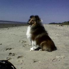 Shetland sheepdog Nicki