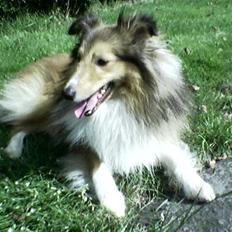 Shetland sheepdog Nicki