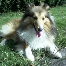 Shetland sheepdog Nicki