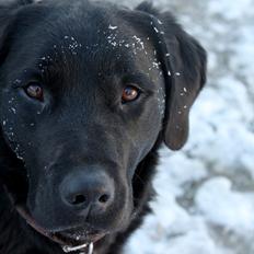 Blanding af racer Balto