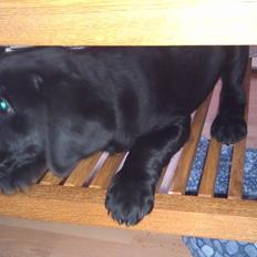 Labrador retriever Fie