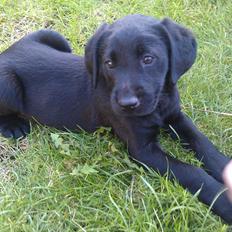 Labrador retriever Fie