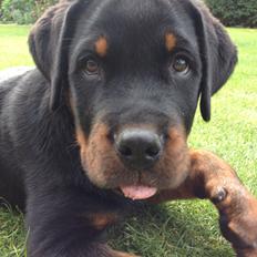 Rottweiler Lucca (Sjellebro's Eza) (2012-2020)