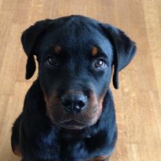Rottweiler Lucca (Sjellebro's Eza) (2012-2020)