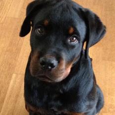 Rottweiler Lucca (Sjellebro's Eza) (2012-2020)