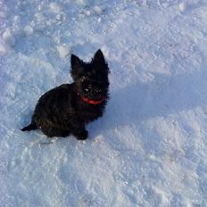 Cairn terrier Sille