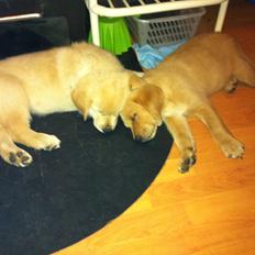 Labrador retriever Futte