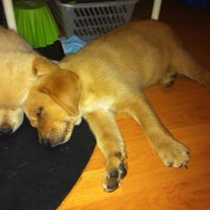 Labrador retriever Futte