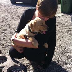 Labrador retriever Futte