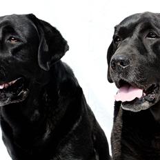 Labrador retriever Jubilant Inchgower Nevis (2003-2016)