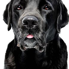 Labrador retriever Jubilant Inchgower Nevis (2003-2016)