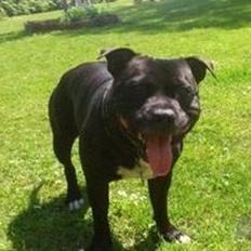Staffordshire bull terrier Daddy