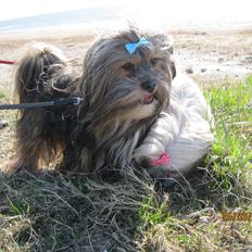 Lhasa apso Tando von Moisen of HakunaMatata