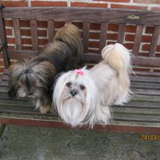 Lhasa apso Tando von Moisen of HakunaMatata