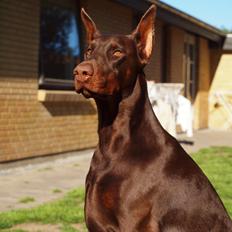 Dobermann Ch. Sant Kreal Russian Rubin
