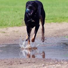 Blanding af racer Sica