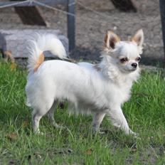 Chihuahua Blackstars Haley