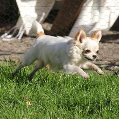 Chihuahua Blackstars Haley