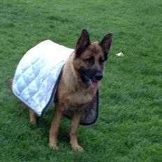 Schæferhund Thomsebo Yoanna