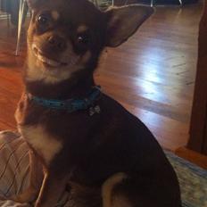 Chihuahua high fly bailey