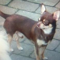 Chihuahua high fly bailey