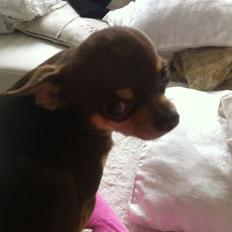 Chihuahua high fly bailey