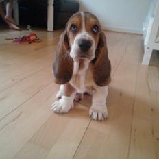Basset hound Luna R.i.p
