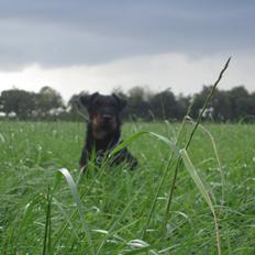 Tysk jagtterrier Buller<3 Farvel min ven <3