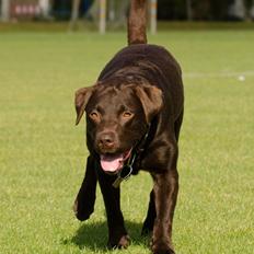 Labrador retriever sisqo