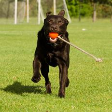 Labrador retriever sisqo