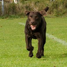 Labrador retriever sisqo
