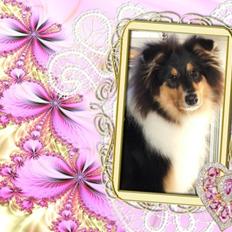 Collie langhåret Tvingsfields Dirty Diana (Belle)