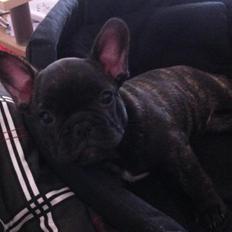 Fransk bulldog Molly
