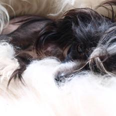 Chinese crested hårløs Misella´s Rex <3