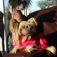 Chinese crested hårløs Kajser <3