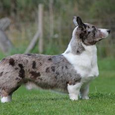 Welsh corgi cardigan Eeys