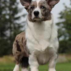 Welsh corgi cardigan Eeys