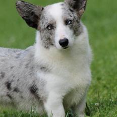 Welsh corgi cardigan Hottie