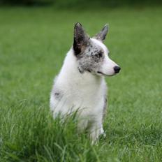 Welsh corgi cardigan Hottie