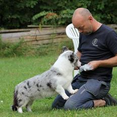 Welsh corgi cardigan Hottie