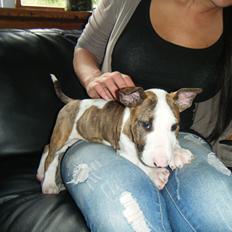 Bullterrier lil james