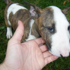 Bullterrier lil james